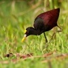 Ostnak trnity - Jacana spinosa - Northern Jacana o4477